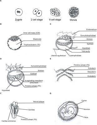 Similarities Between Embryo Development and Cancer Process Suggest New Strategies for Research and Therapy of Tumors: A New Point of View